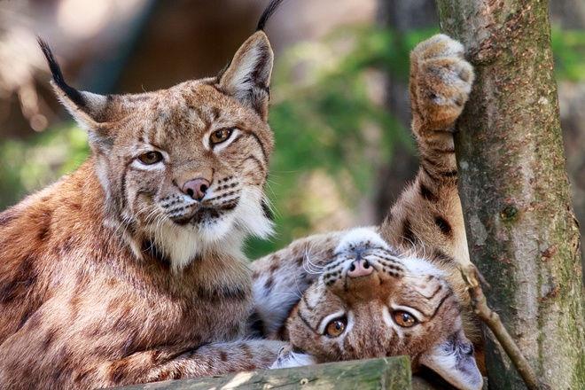 images/ContentBilder/Ausflugtipps/Tierpark.jpg#joomlaImage://local-images/ContentBilder/Ausflugtipps/Tierpark.jpg?width=660&height=440