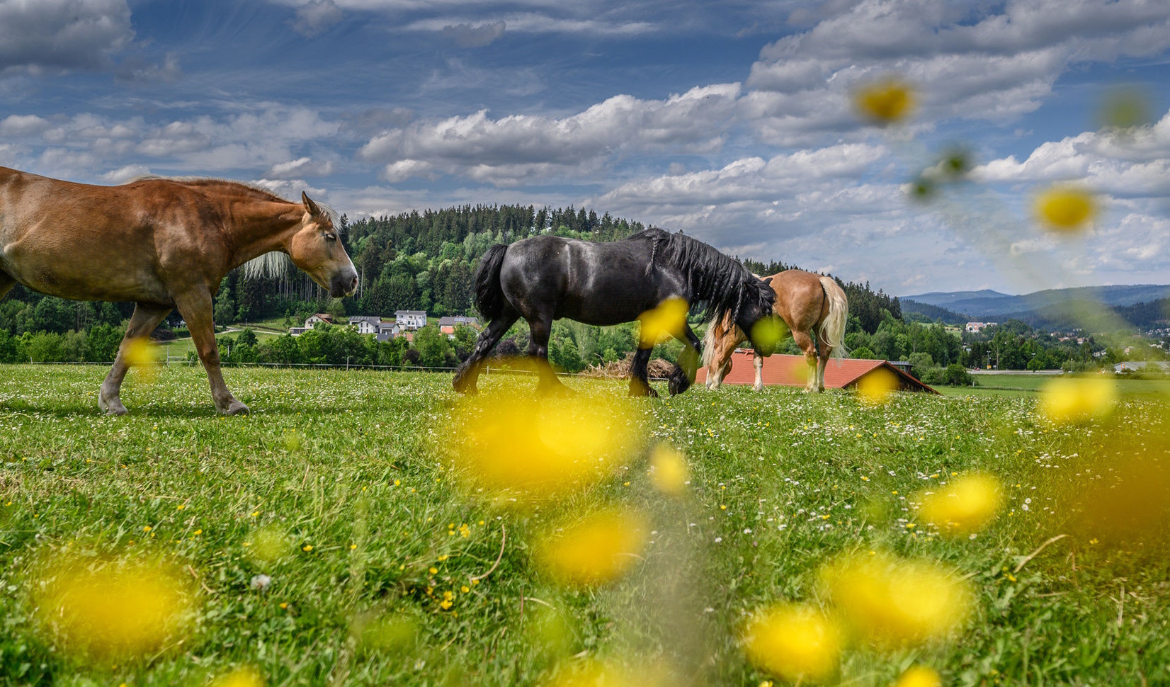 Image is not available